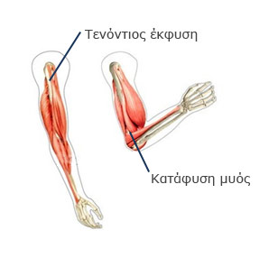 Έκφυση και Κατάφυση Τένοντα